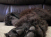 Standard poodle