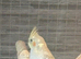 Cockatiels ringnecks bengalese budgies canarys