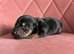 Stunning litter of Miniature Dachshunds