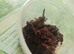 Hati hati spider for sale
