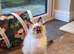 Beautiful GCCF Registered Ragdoll Kittens.