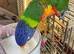 Tame and talking lorikeet and cage