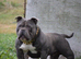American Bully Pocket