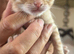 Beautiful adorable full ginger kittens x 4