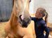 Stunning 17.2hh 5yo Flashy Buckskin Czech Warmblood Gelding