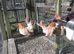 Serama bantam hatching eggs