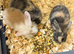 Mini lops