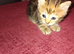Kittens looking for a new home