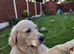 Golden retrievers pupies kc reg