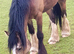 Lilly Cob x Clysdale