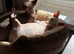 Bonded Pair of Gorgeous Sphynx Cats (Brother & Sister) – Urgent Move. With a very heavy heart...