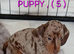 PRA, HEALTH CHECKED, ADORABLE MINIATURE DASHSHOUNDS