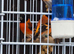 Red siskin cocks