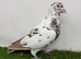 Black Racing pigeons.