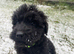 Stunning German Shepherd cross Puppies for sale