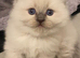Ragdoll
