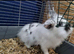 Jasper need home Asap