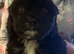 King Charles puppy