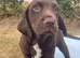 Cocker Spaniel x Lab Cross