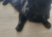 Cutest cat needs a new home (will pay if you can take care of her) ASAP