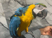 Super Tame Cuddly Talking Blue & Gold Macaw Parrot,4