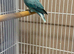 Baby lovebirds