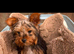 2 beautiful Yorkshire terrier puppies
