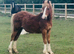 Yearling welch Sec C Gelding