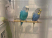 Budgies Adults & Young Blue White Yellow Green