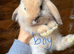 Gorgeous mini lop babies