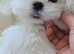 Teacup korean maltese pups