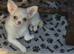 Adorable white fluffy chihuahua puppy.