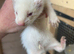 Small albino hob