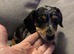 Miniature dachshund