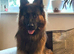 Gourgeous German Shepherd puppies for sale