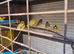 This years canaries