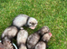Baby Ferrets &ndash; Boys & Girls Available
