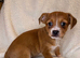 Last Girl Jack Russell x Terrier