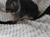 Baby rabbits for sale
