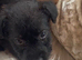 Patterdale puppies
