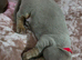 (Sold awaiting new familys)Health Tested KC Miniature Dachshund Puppys (REDUCED PRICE)