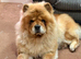 Female chow chow