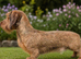 Mini wire dachsund stud