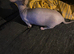 Bambino female for sale