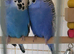 Bonded budgies