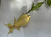 Rare yellow pair of Leaf insects (Phyllium letiranti "Tataba") plus eggs