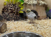 Button Quail