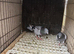 Selling 2 racing pigeon