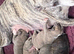 Stunning Pedigree Whippet Puppies