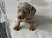 Mini  Dacshound LAST GIRL